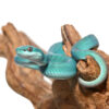 Yellow Wetar Island Pit Viper - Image 2
