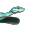 Yellow Wetar Island Pit Viper - Image 3
