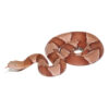 Broad Banded Copperhead Snake #1