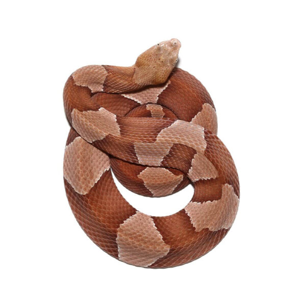 Broad Banded Copperhead Snake #1 - Image 2