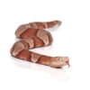 Broad Banded Copperhead Snake #1 - Image 3