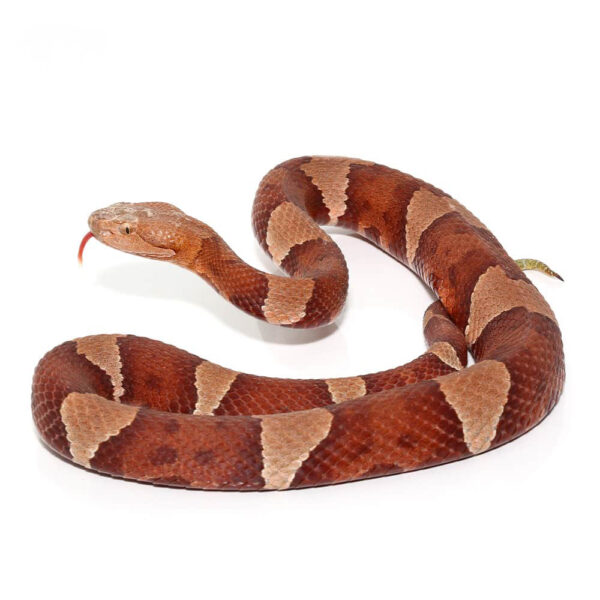 Broad Banded Copperhead Snake #2 - Image 2
