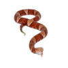 Broad Banded Copperhead Snake #2 - Image 3