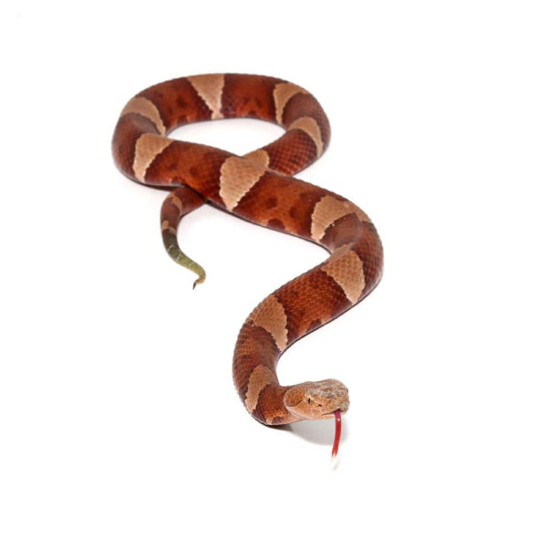 Broad Banded Copperhead Snake #2 - Image 3