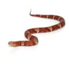 Broad Banded Copperhead Snake #2 - Image 4