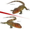 Baby Caiman Lizard Pair #1