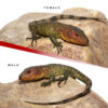 Baby Caiman Lizard Pair #1 - Image 2