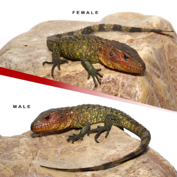 Baby Caiman Lizard Pair #1 - Image 2