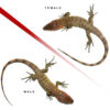 Baby Caiman Lizard Pair #1 - Image 3