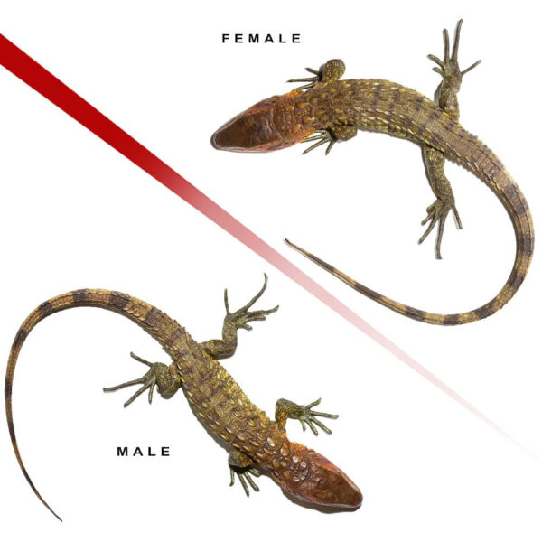 Baby Caiman Lizard Pair #1 - Image 3