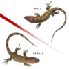 Baby Caiman Lizard Pair #2 - Image 2