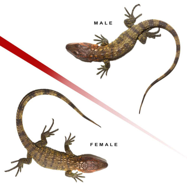 Baby Caiman Lizard Pair #2 - Image 2