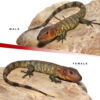 Baby Caiman Lizard Pair #2 - Image 3