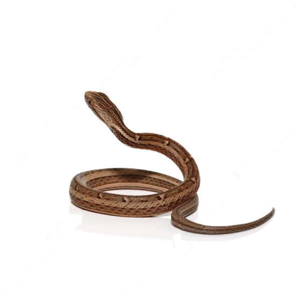 C.B Baby Asian Mock Viper - Image 2