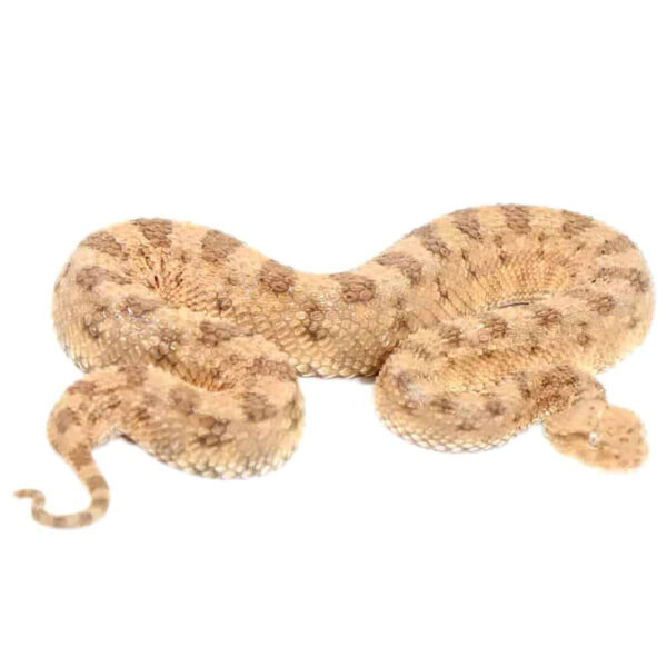 Desert Horned Viper