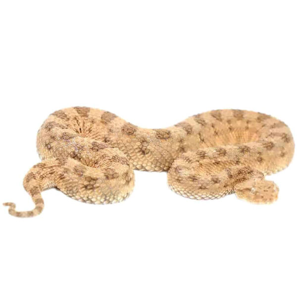 Desert Horned Viper - Image 2