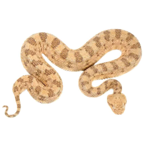 Desert Horned Viper - Image 3