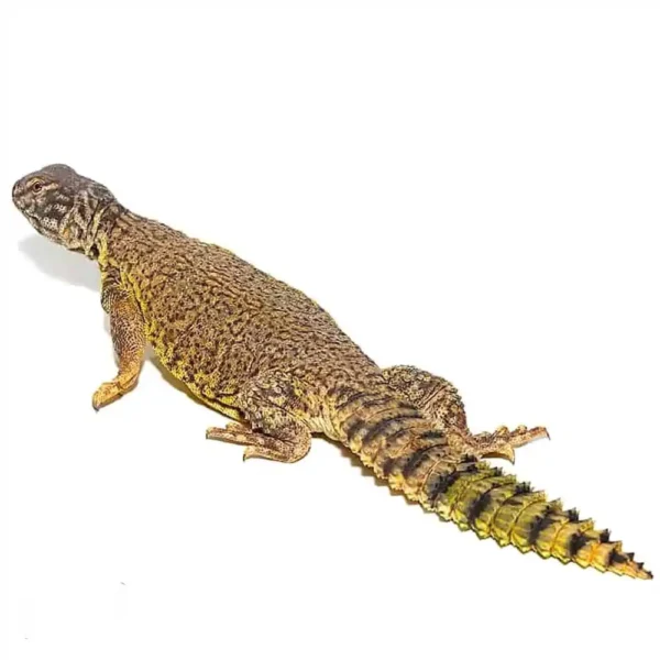 Dispar Uromastyx