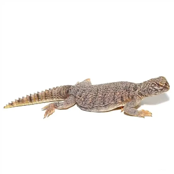 Dispar Uromastyx - Image 2