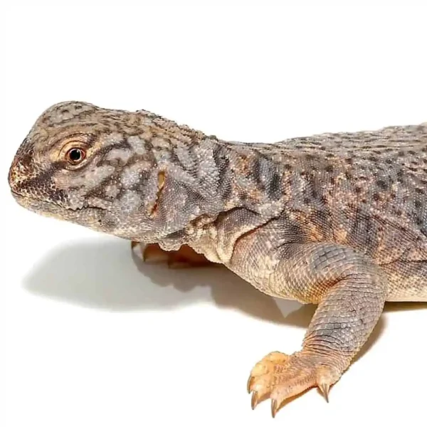 Dispar Uromastyx - Image 3