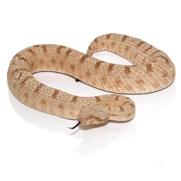 Field Horned Viper