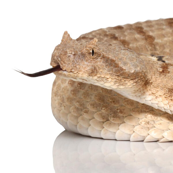 Field Horned Viper - Image 2