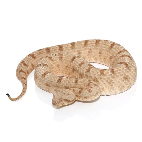 Field Horned Viper - Image 3