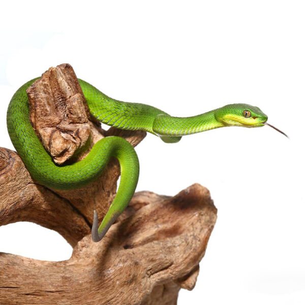Baby Green Komodo Island Viper