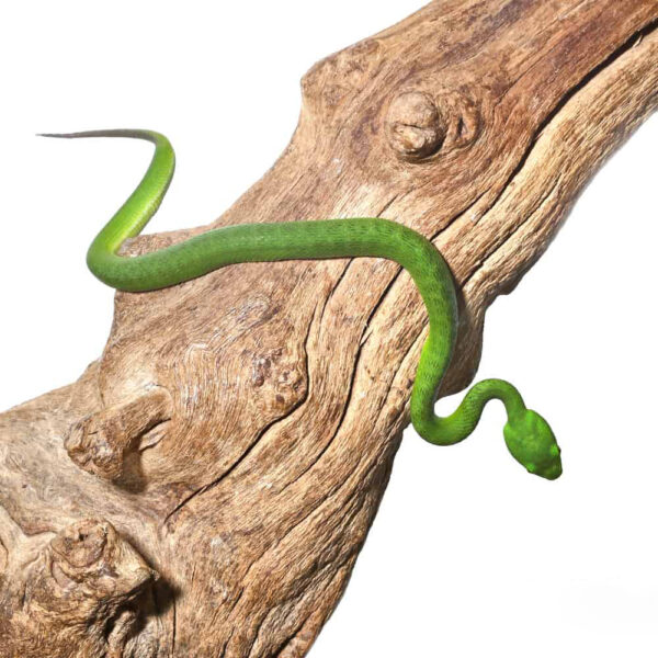 Baby Green Komodo Island Viper - Image 2