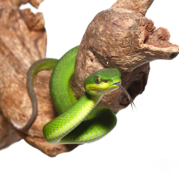 Baby Green Komodo Island Viper - Image 3