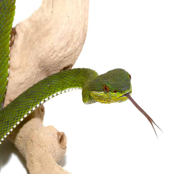 Green Purple Spotted Pit Viper - Image 3