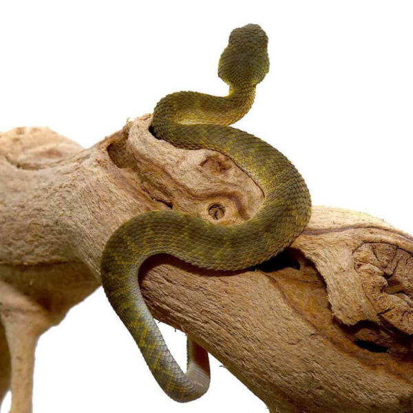 Baby Green Squamigera Bush Viper