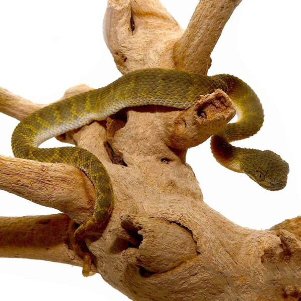Baby Green Squamigera Bush Viper - Image 2