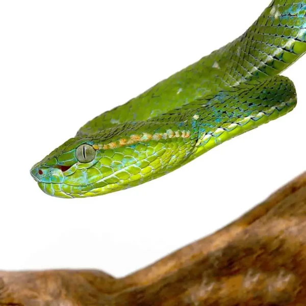 Hageni Pit Viper