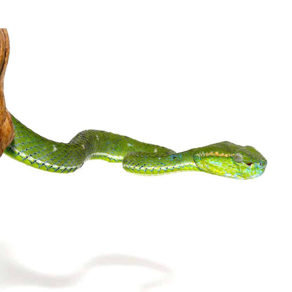 Hageni Pit Viper - Image 2