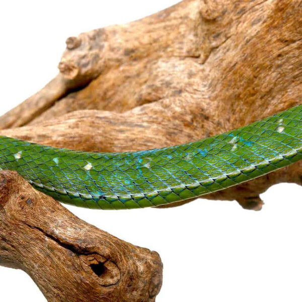 Hageni Pit Viper - Image 3