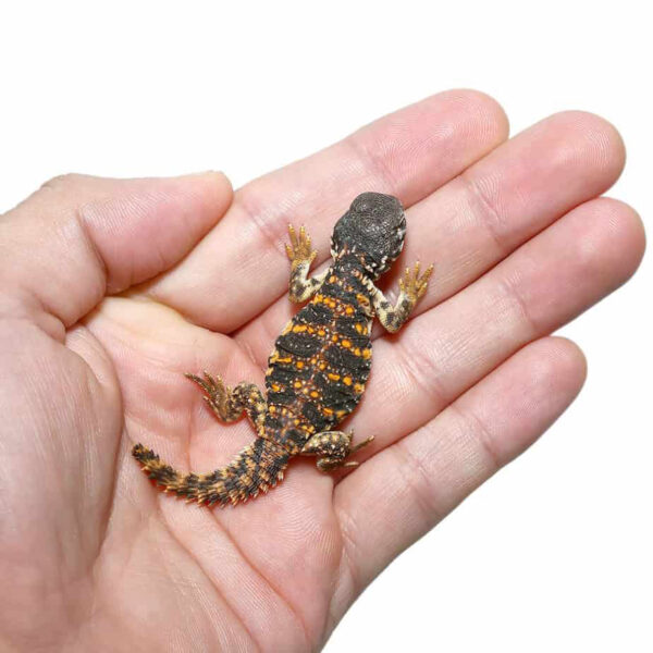 Hatchling Saharan Red Uromastyx - Image 3