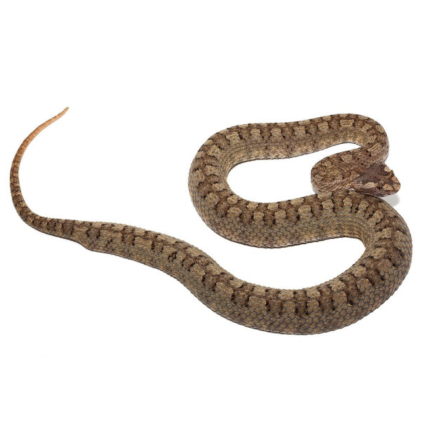 Horned Pit Viper Pair - Image 2