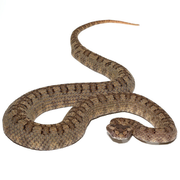 Horned Pit Viper Pair - Image 3