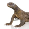 Juvenile Egyptian Uromastyx - Image 2