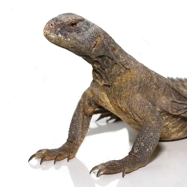 Juvenile Egyptian Uromastyx - Image 2