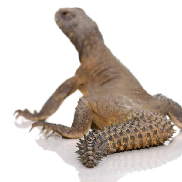 Juvenile Egyptian Uromastyx - Image 3