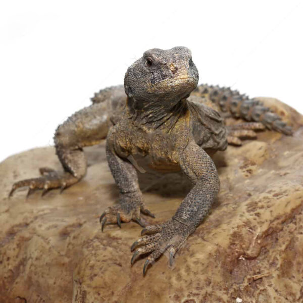 Juvenile Egyptian Uromastyx - Image 4