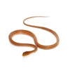 Juvenile Suriname Mock Viper - Image 2