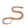Juvenile Suriname Mock Viper - Image 3