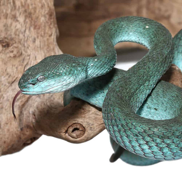 Female Komodo Island Pit Vipers - Image 2