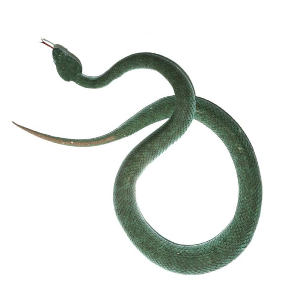 Female Komodo Island Pit Vipers - Image 3