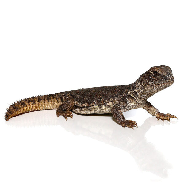 Moroccan Uromastyx - Image 2