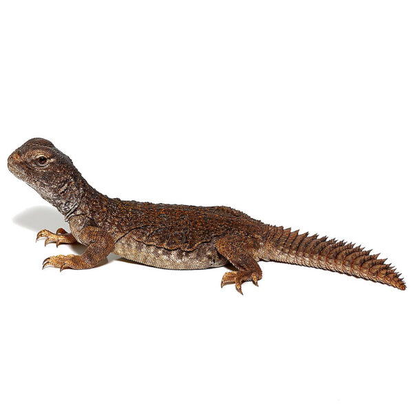 Moroccan Uromastyx - Image 3