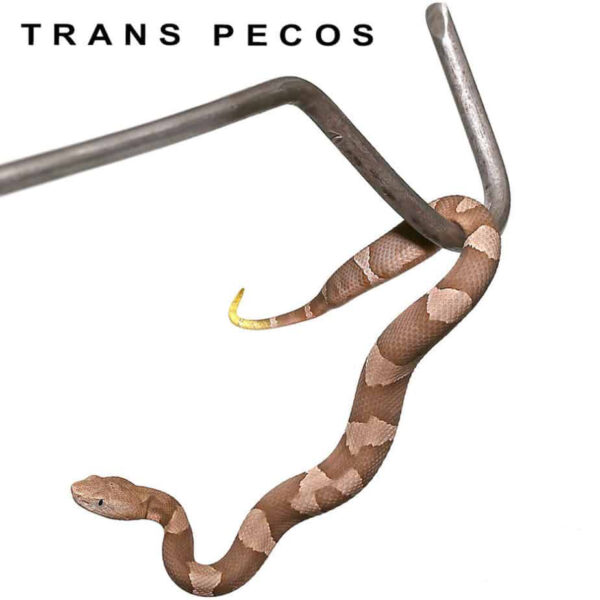 Baby Copperhead Snake - Image 3